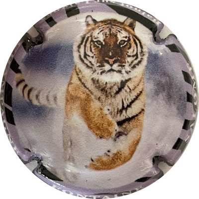N°08d Série tigre, contour violet
Photo Bruno HEBMANN GONTIER
