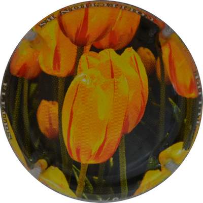 N°1381b 03 sur 06, Tulipe 
Photo Jacques GOURAUD
