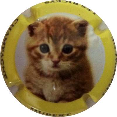 N°08 Série de 6 (Chat) Contour jaune
Photo Bruno HEBMANN GONTIER
