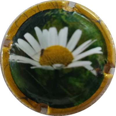 N°NR Fleur, contour jaune, marguerite
Photo Joëlle MENNERET
Mots-clés: NR