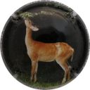 Nom du fichier=LB_2_Biche.jpg
Taille du fichier=29Ko
Dimensions : 400x400
Ajouté le : 18 Septembre 2012 LB_2_Biche.jpg