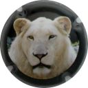 Nom du fichier=LB_Lion_blanc.jpg
Taille du fichier=29Ko
Dimensions : 400x400
Ajouté le : 19 Septembre 2012 LB_Lion_blanc.jpg