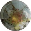 Nom du fichier=LB_ndeg648_m_Ornithogalum.jpg
Taille du fichier=30Ko
Dimensions : 400x400
Ajouté le : 30 Mai 2012 LB_ndeg648_m_Ornithogalum.jpg