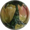 Nom du fichier=LB_ndeg648_p_Tulipe.jpg
Taille du fichier=30Ko
Dimensions : 400x400
Ajouté le : 30 Mai 2012 LB_ndeg648_p_Tulipe.jpg