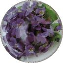 Nom du fichier=La_Violette.jpg
Taille du fichier=28Ko
Dimensions : 400x400
Ajouté le : 28 Mai 2013 La_Violette.jpg