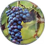 Nom du fichier=Ndeg108_grappe_noire.jpg
Taille du fichier=22Ko
Dimensions : 400x400
Ajouté le : 17 Septembre 2024 Ndeg108_grappe_noire.jpg