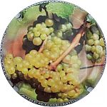 Nom du fichier=Ndeg108a_grappe_blanche.jpg
Taille du fichier=20Ko
Dimensions : 400x400
Ajouté le : 17 Septembre 2024 Ndeg108a_grappe_blanche.jpg