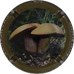 Nom du fichier=Ndeg1342b_Bolet_blafard2C_cote_12C5.JPG
Taille du fichier=16Ko
Dimensions : 400x400
Ajouté le : 17 Juin 2024 Ndeg1342b_Bolet_blafard2C_cote_12C5.JPG