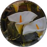 Nom du fichier=Ndeg1381c_04_sur_06_Arum.JPG
Taille du fichier=17Ko
Dimensions : 400x400
Ajouté le : 31 Août 2024 Ndeg1381c_04_sur_06_Arum.JPG
