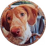 Nom du fichier=Ndeg5a_chien.jpg
Taille du fichier=21Ko
Dimensions : 400x400
Ajouté le : 14 Janvier 2025 Ndeg5a_chien.jpg