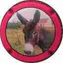 Nom du fichier=SAM_1354.JPG
Taille du fichier=18Ko
Dimensions : 399x400
Ajouté le : 20 Juillet 2014 SAM_1354.JPG