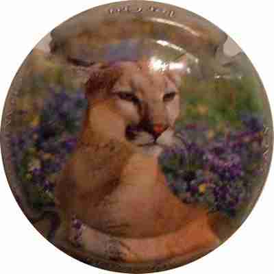 N°07 Série de 6, fauves, Puma
photo LE FAUCHEUR Alexandre
