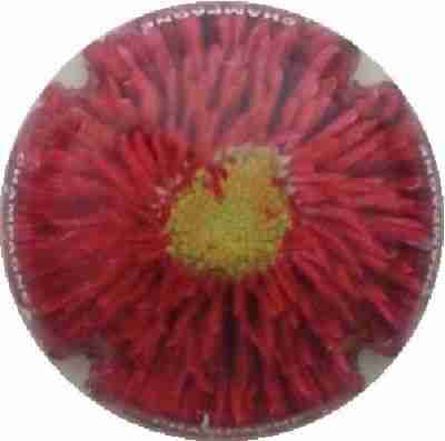 C52 Fleurs, 01/12
Photo J.R.
