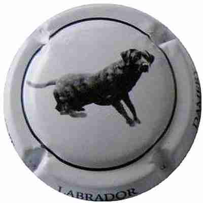 N°08 labrador
Photo SIMONNOT Jean-Joseph
