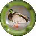Nom du fichier=LB-14-a-Contour-vert-28Canard29.jpg
Taille du fichier=26Ko
Dimensions : 400x400
Ajouté le : 22 Novembre 2014 LB-14-a-Contour-vert-28Canard29.jpg