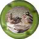 Nom du fichier=LB-14-d-Contour-vert-28Canard29.jpg
Taille du fichier=28Ko
Dimensions : 400x400
Ajouté le : 22 Novembre 2014 LB-14-d-Contour-vert-28Canard29.jpg