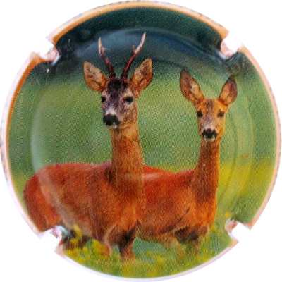 C157 2/6 Chevreuil
Photo Bernard DUQUENNE
