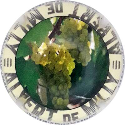 N°076d Raisins blancs
Photo Martine PUPIN
