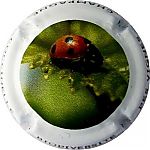 Ndeg1318a_Coccinelle.jpg