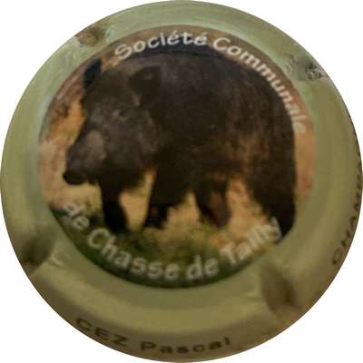 N°NR Sanglier, contour vert pâle, Société Communale de Chasse de Tailly
Photo MH Millot

