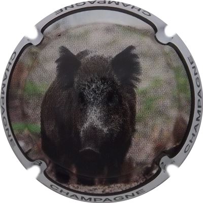 C168a Sanglier
Photo René COSSEMENT
